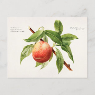 Pfirsigzweig (Prunus Persica) Fruchtmalerei Postkarte