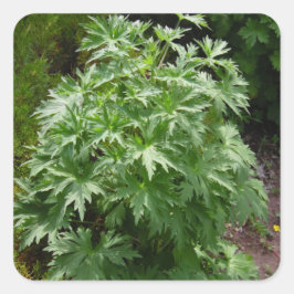 Pflanze abgeschieden Garden Quadratischer Aufkleber