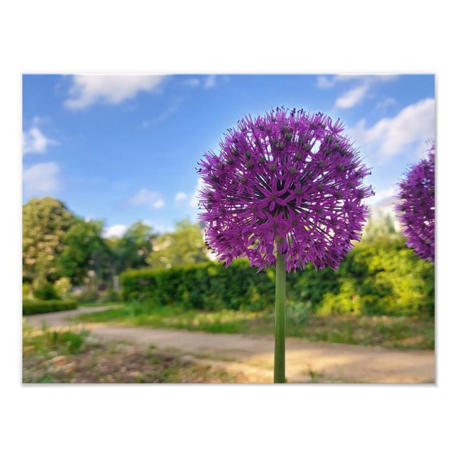 Pflanze Allium Foto Prints (Vorne)