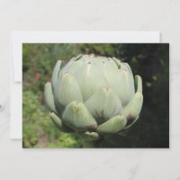 Pflanze Artichoke.