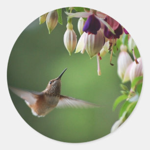 Pflanze-Aufkleber für Hummingvogel und Fushia-Blum Runder Aufkleber