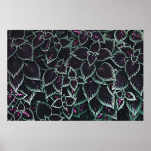 Pflanze aus grünen Blättern Poster