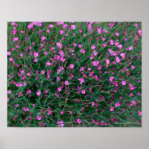 Pflanze aus Kens Garten Poster