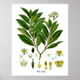 Pflanze "Bay Leaf" Illustration Herb Wall Decke Poster