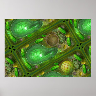 Pflanze Cells Poster