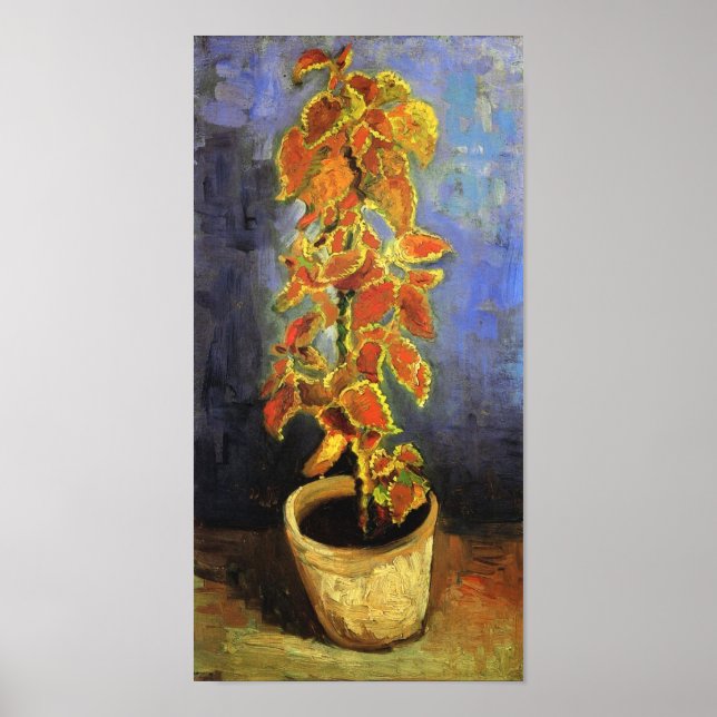 Pflanze Coleus in einem Blumenkrug Poster (Vorne)