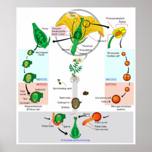 Pflanze der Blume Angiosperm Lebenszyklus Diagramm Poster