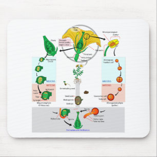 Pflanze der Flora Angiosperm Lebenszyklusdiagramm Mousepad