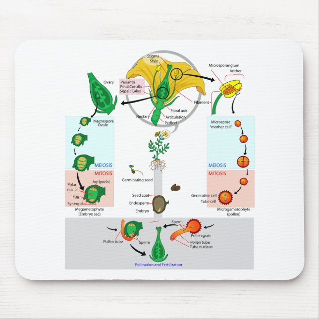 Pflanze der Flora Angiosperm Lebenszyklusdiagramm Mousepad (Vorne)