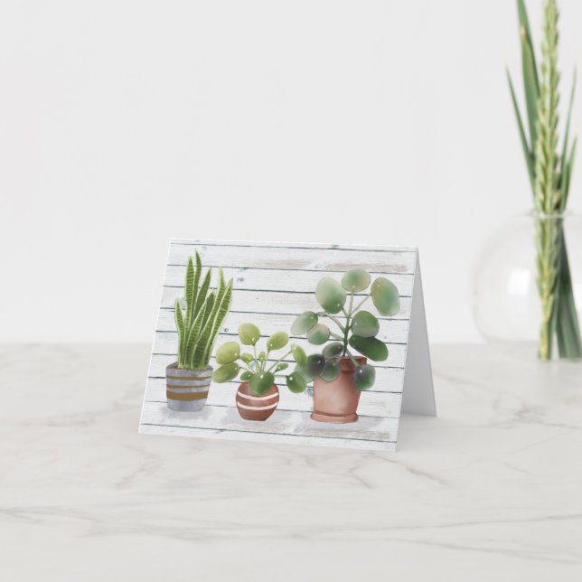 Pflanze der gegossenen Hauspflanzen Pilea und Schl (Vorderseite)