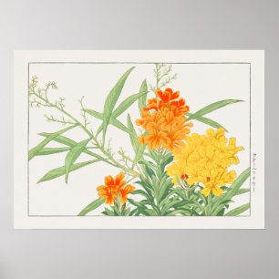 Pflanze der Wallblumen, Gelb- und Orangenblume, Bl Poster