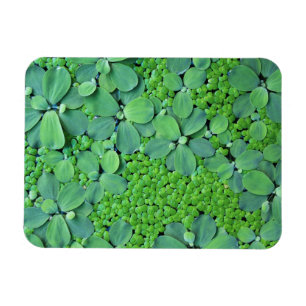 Pflanze des Wassers Magnet