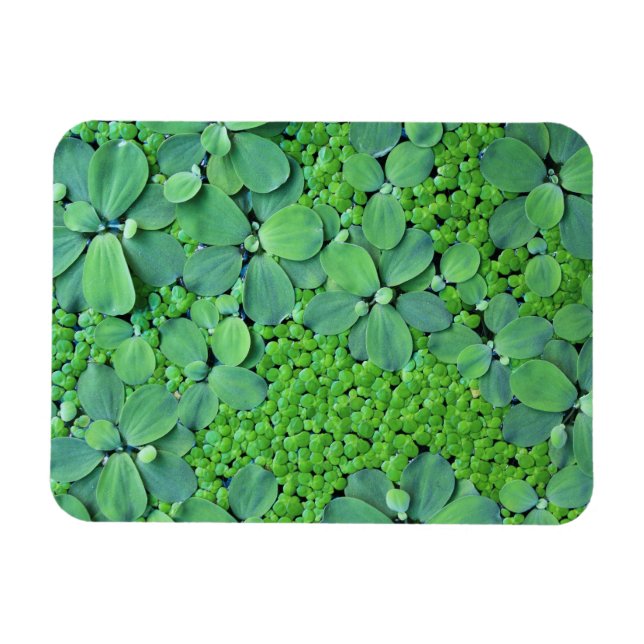 Pflanze des Wassers Magnet (Horizontal)