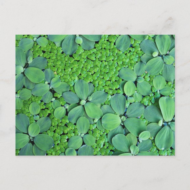 Pflanze des Wassers Postkarte (Vorderseite)