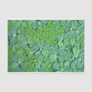 Pflanze des Wassers Seidenpapier