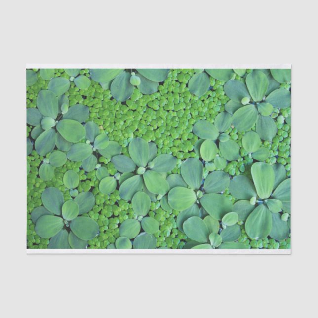 Pflanze des Wassers Seidenpapier (Vorderseite)