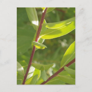 Pflanze Details Postkarte
