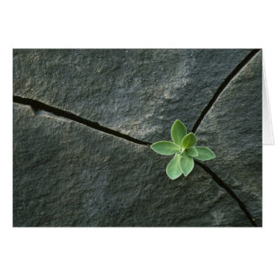 Pflanze, die in gebrochenem Boulder wächst