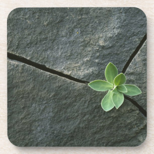 Pflanze, die in gebrochenem Boulder wächst Getränkeuntersetzer
