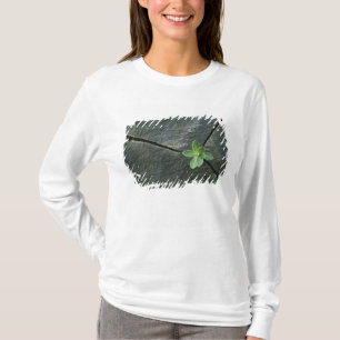 Pflanze, die in gebrochenem Boulder wächst T-Shirt
