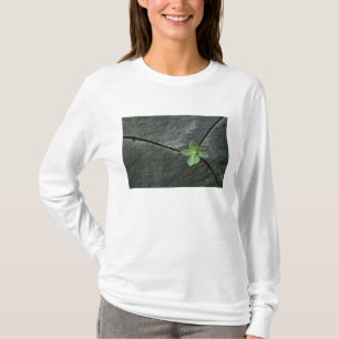 Pflanze, die in gebrochenem Boulder wächst T-Shirt