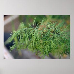 Pflanze Dill Poster