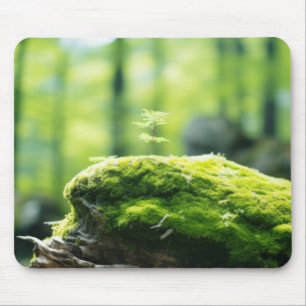 Pflanze Forest Nature Serene Ruhe Mousepad