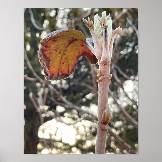 Pflanze Foto Poster (Vorne)