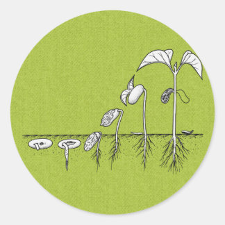 Pflanze Germination Illustration Runder Aufkleber