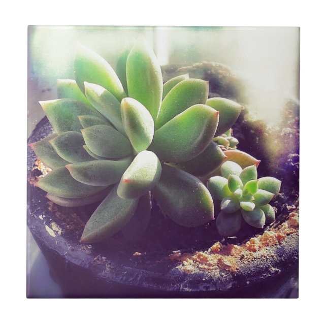 Pflanze Hen und Chicks Fliese (Vorderseite)