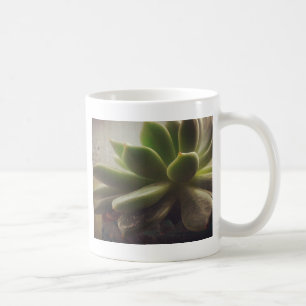 Pflanze Hen und Chicks Tasse