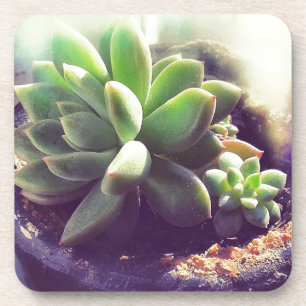 Pflanze Hen und Chicks Untersetzer