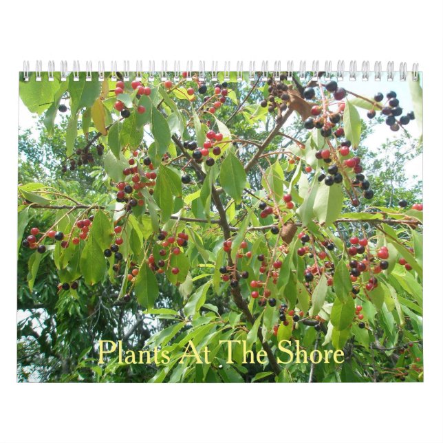 Pflanze im Shore Calendar Kalender (Titelbild)