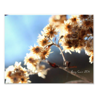 Pflanze im Sonnenlicht Fotodruck