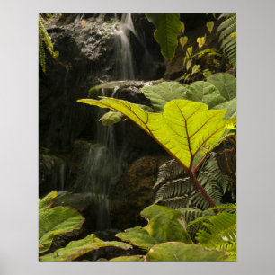 Pflanze in einem botanischen Garten, Ecuador Poster