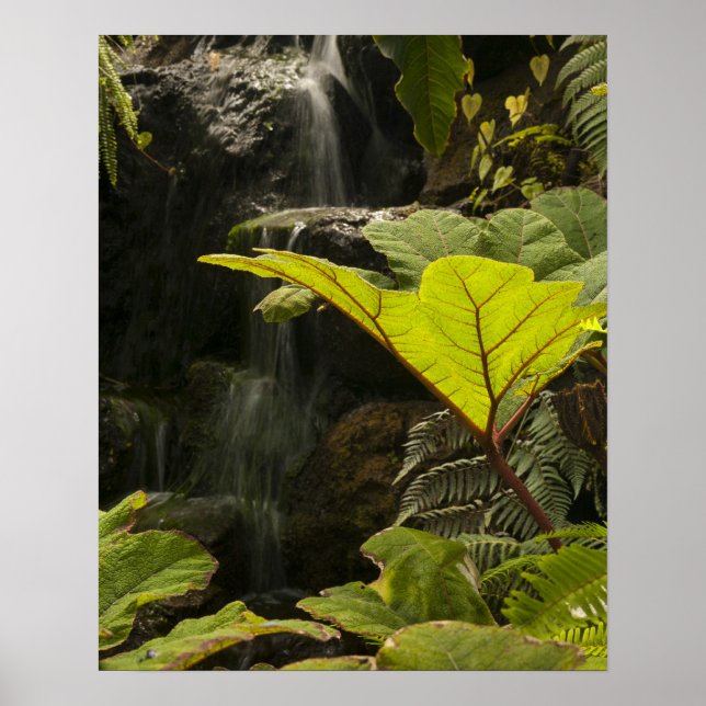 Pflanze in einem botanischen Garten, Ecuador Poster (Vorne)