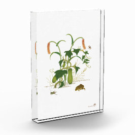 Pflanze & Insekten _Gurken Fotoblock