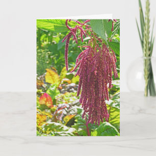 Pflanze "LIEBE LIES BLEEDING" (AMARANTHUS CAUDATUS Karte
