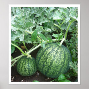 Pflanze Locarno Poster