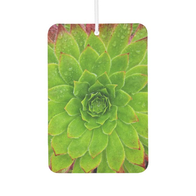 Pflanze Lover Aeonium Magic Autolufterfrischer (Vorderseite)
