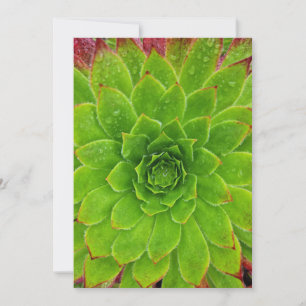 Pflanze Lover Aeonium Magic Dankeskarte