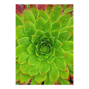 Pflanze Lover Aeonium Magic Fotodruck