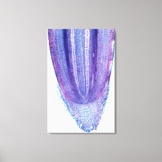 Pflanze Mais Leinwanddruck