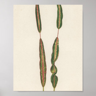 Pflanze Mama Vater Romantischer Gärtner Geschenk Poster