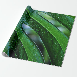 Pflanze Monstera Geschenkpapier