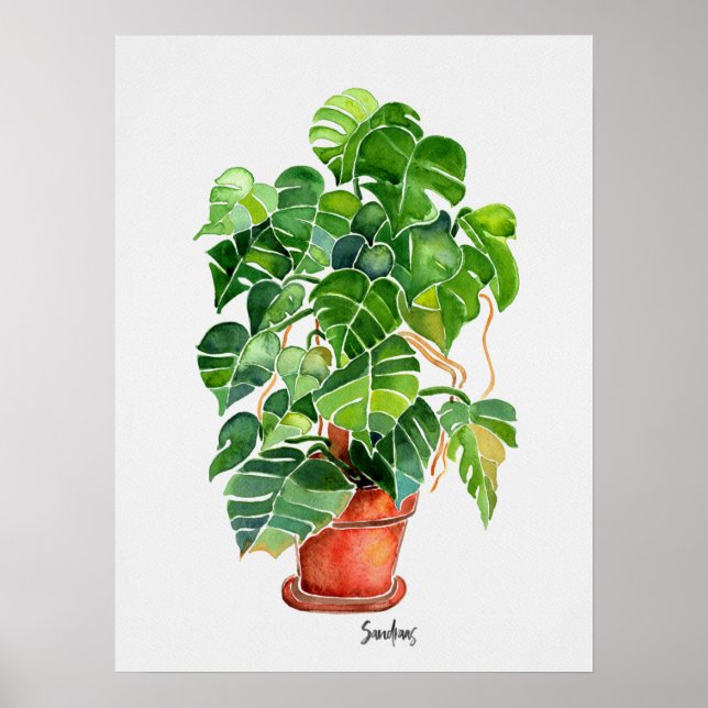 Pflanze Monstera Poster (Vorne)