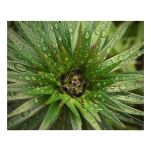 Pflanze Nah Fotodruck