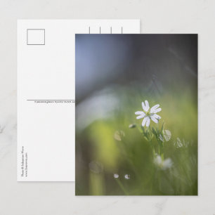 Pflanze Nature Foto Postkarte