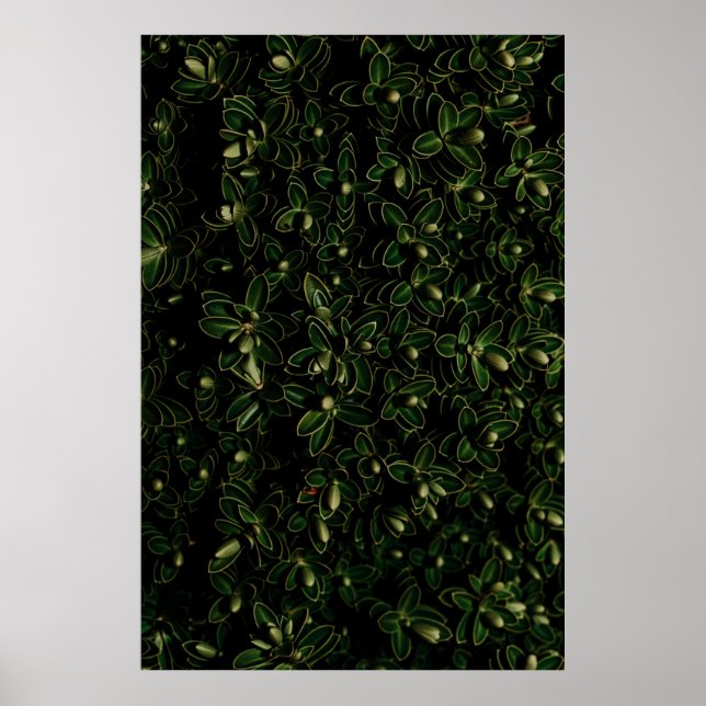 Pflanze Poster (Vorne)