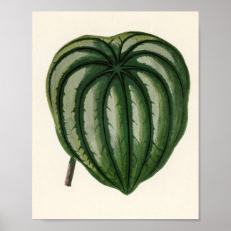 Pflanze Poster